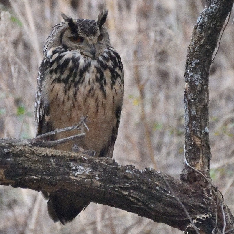 Rock Eagle-Owl - ML644806755