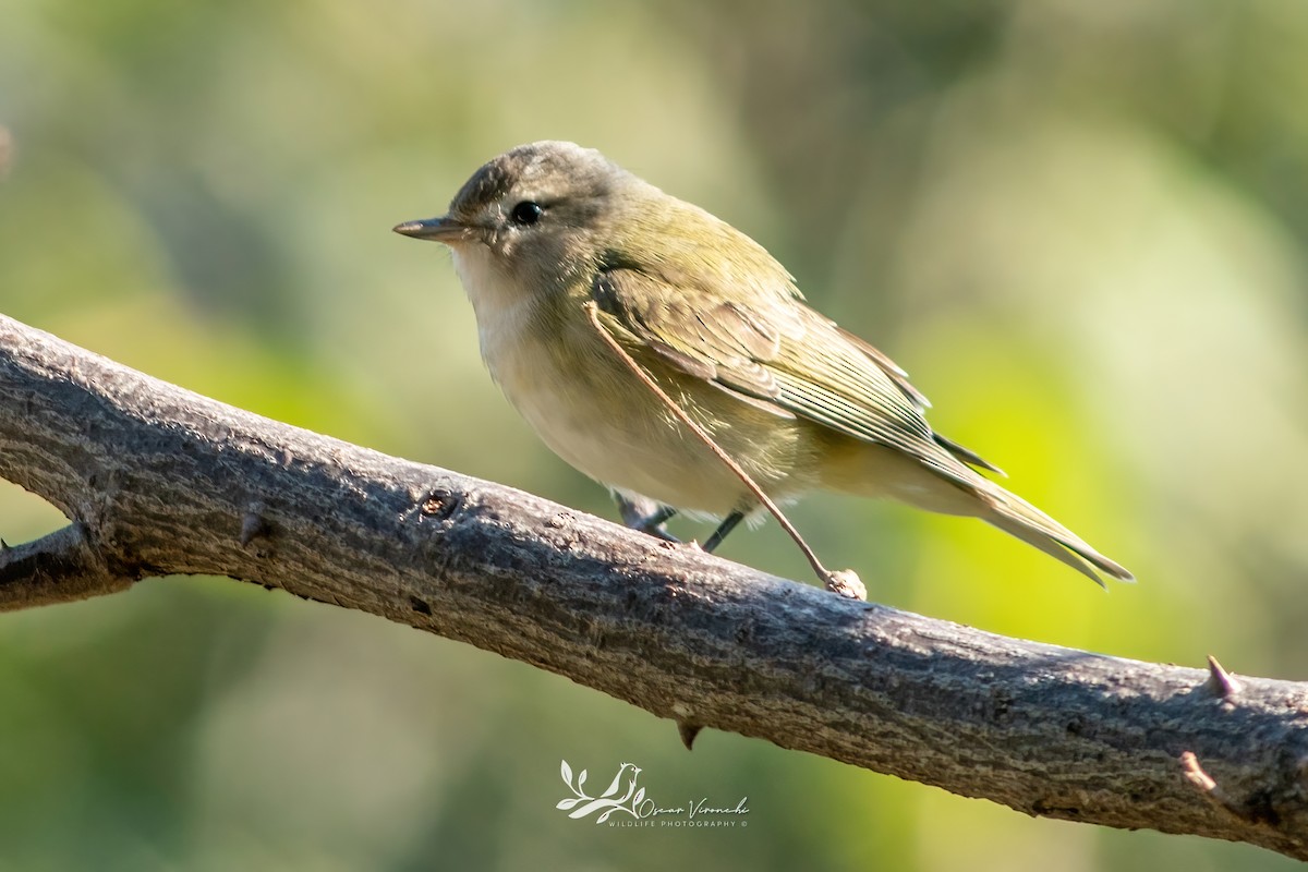 Western Warbling Vireo - ML644806779