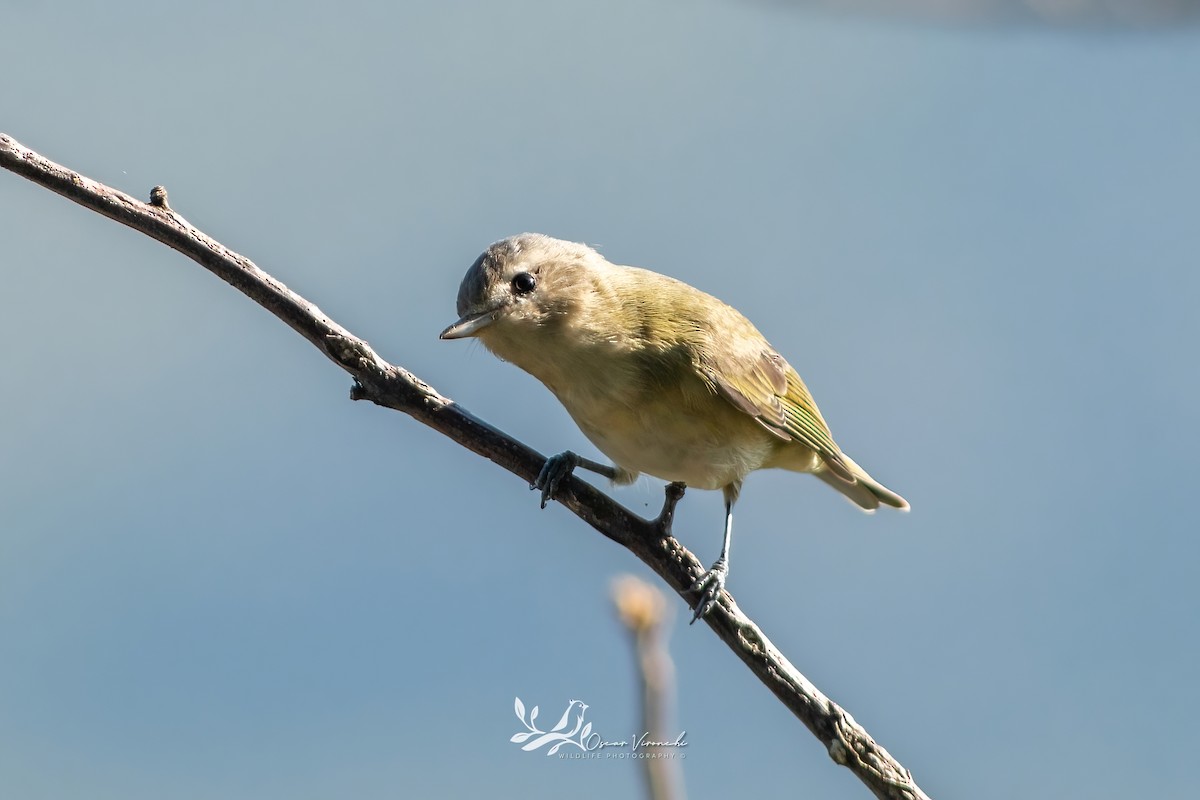 Western Warbling Vireo - ML644806780