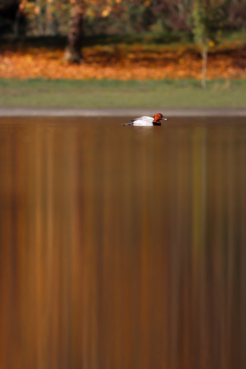 Common Pochard - ML644806790