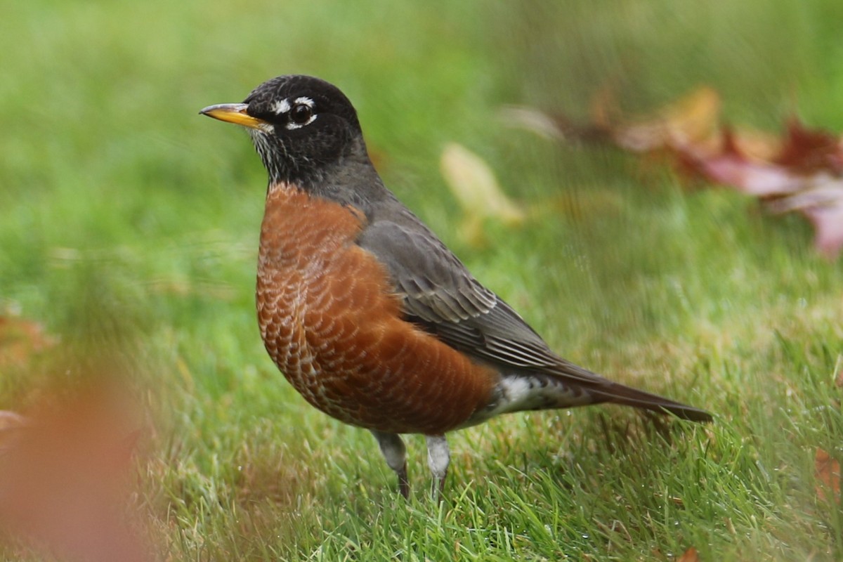 drozd stěhovavý - ML644806794