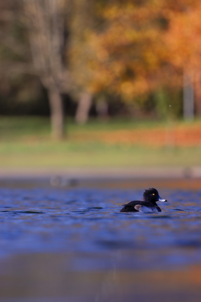Tufted Duck - ML644806796