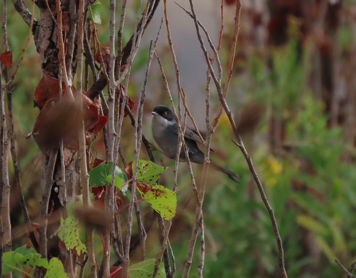 Sardinian Warbler - ML644806802