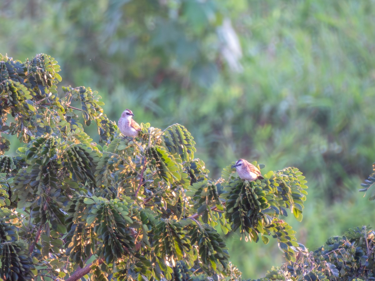 Yellow-vented Bulbul (Sunda) - ML644806804