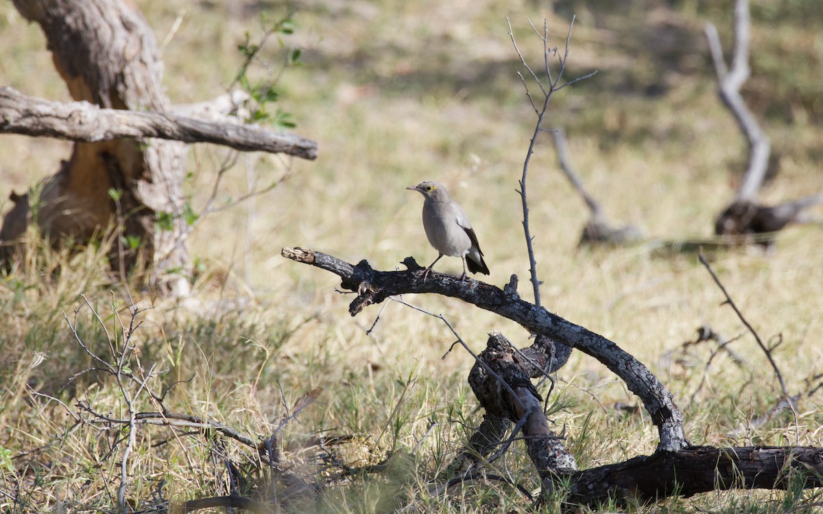 Бородатый скворец - ML644806814