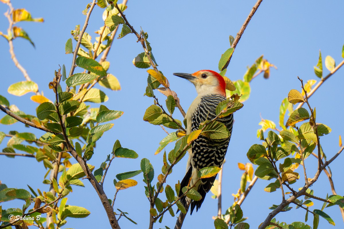 Red-bellied Woodpecker - ML644806815