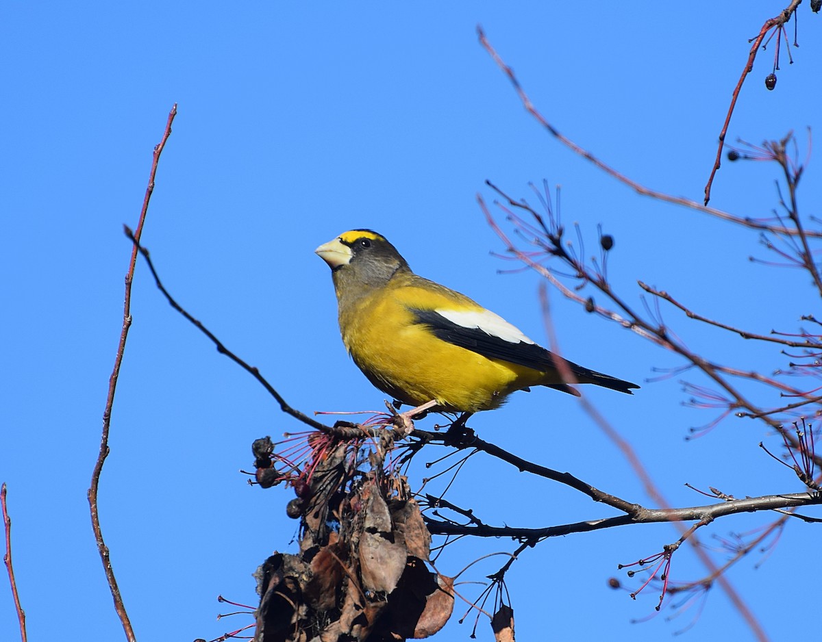Evening Grosbeak - ML644806817