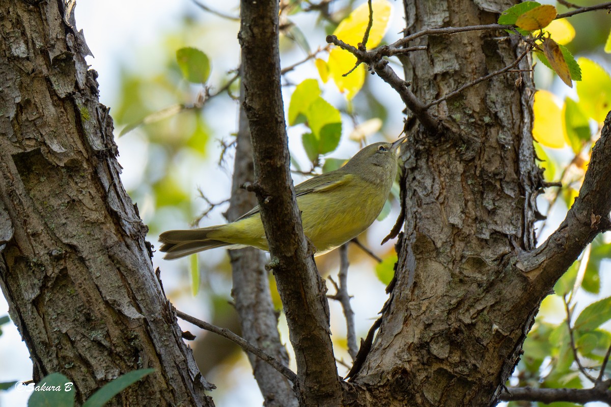Orange-crowned Warbler - ML644806826