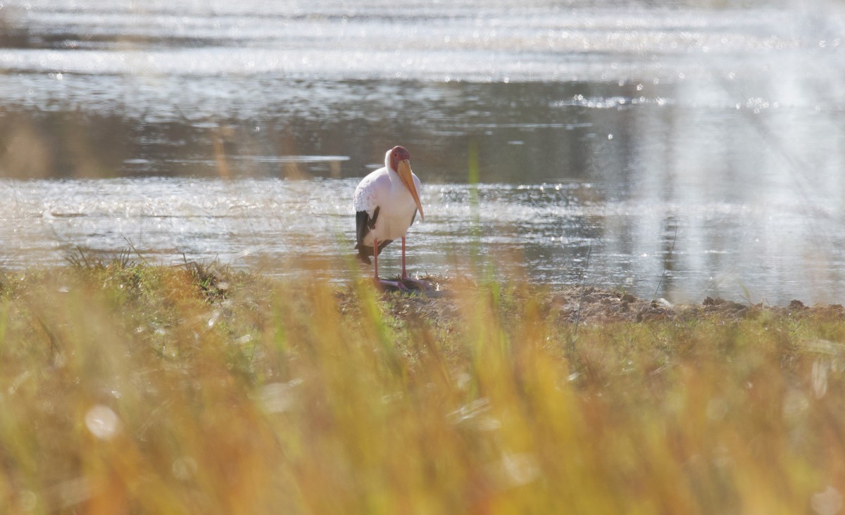 nesyt africký - ML644806832