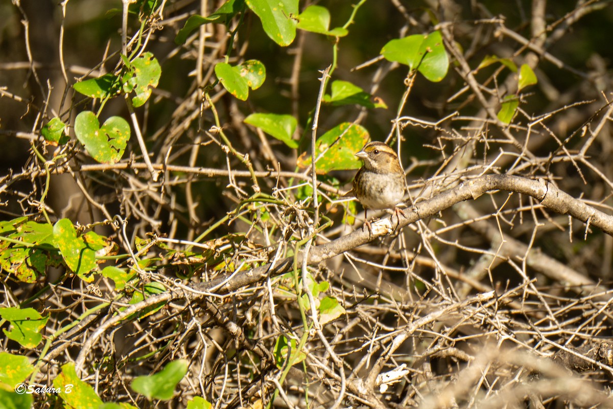 White-throated Sparrow - ML644806834