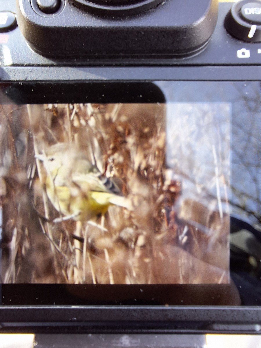 Bell's Vireo - ML644806837