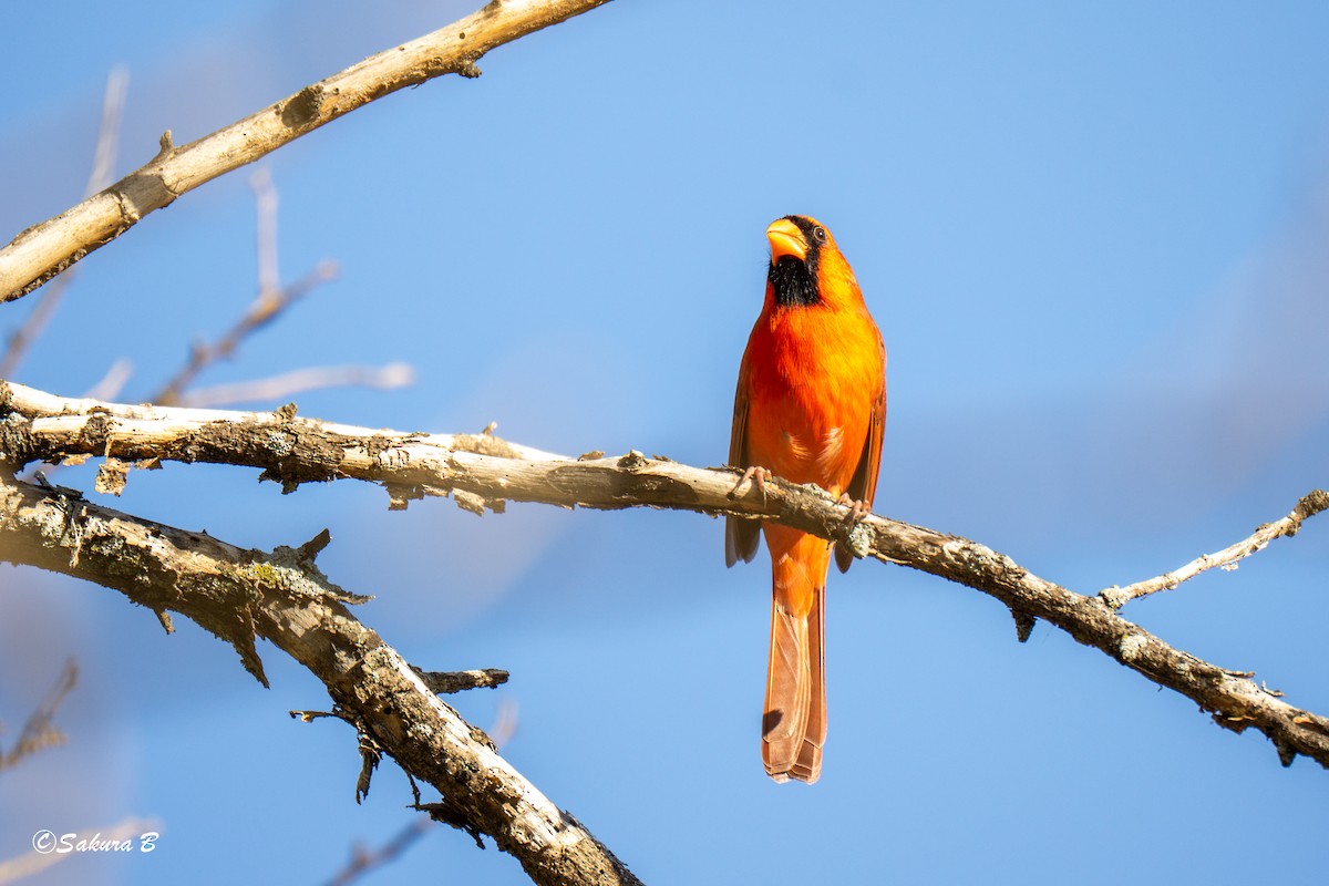 Northern Cardinal - ML644806839