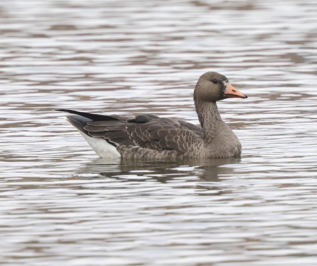 Greater White-fronted Goose - ML644806840