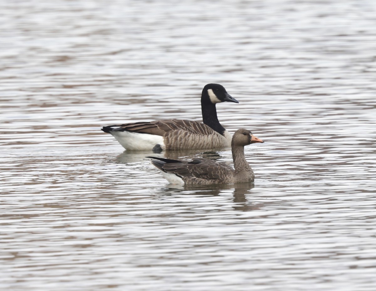 Greater White-fronted Goose - ML644806844