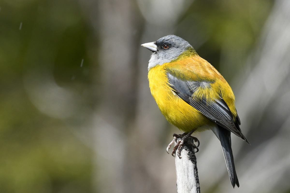 パタゴニアヤマシトド - ML644806845