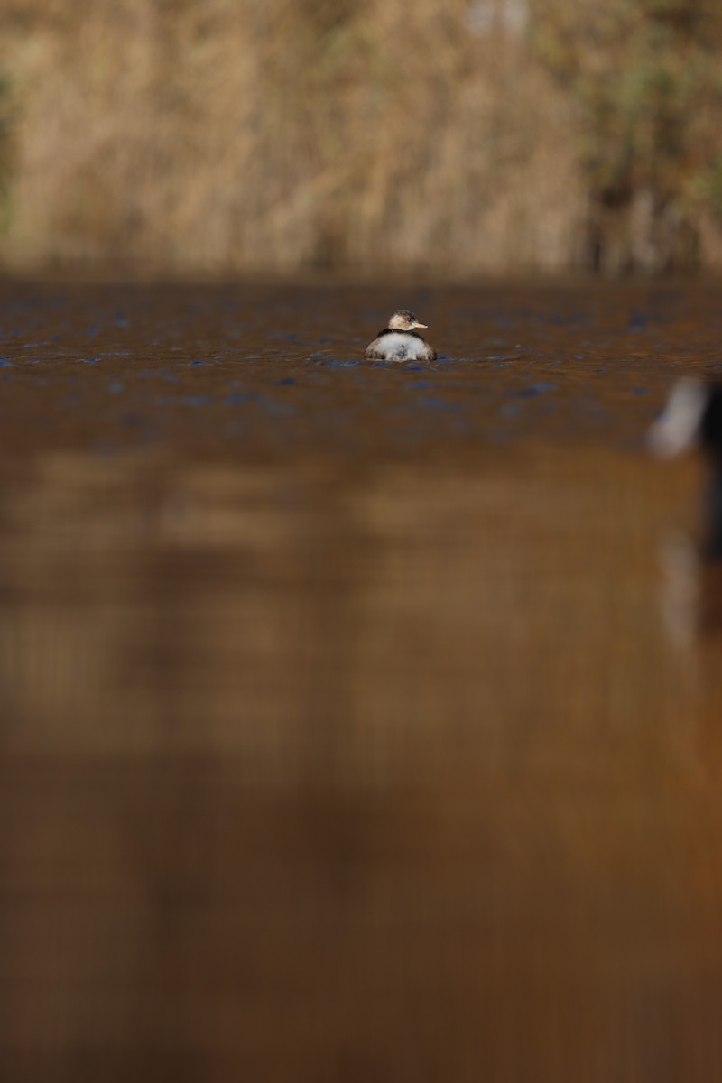 Little Grebe - ML644806846