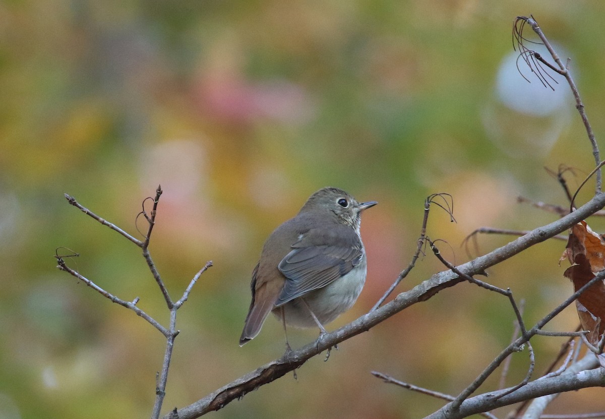 Einsiedler-Musendrossel - ML644806863