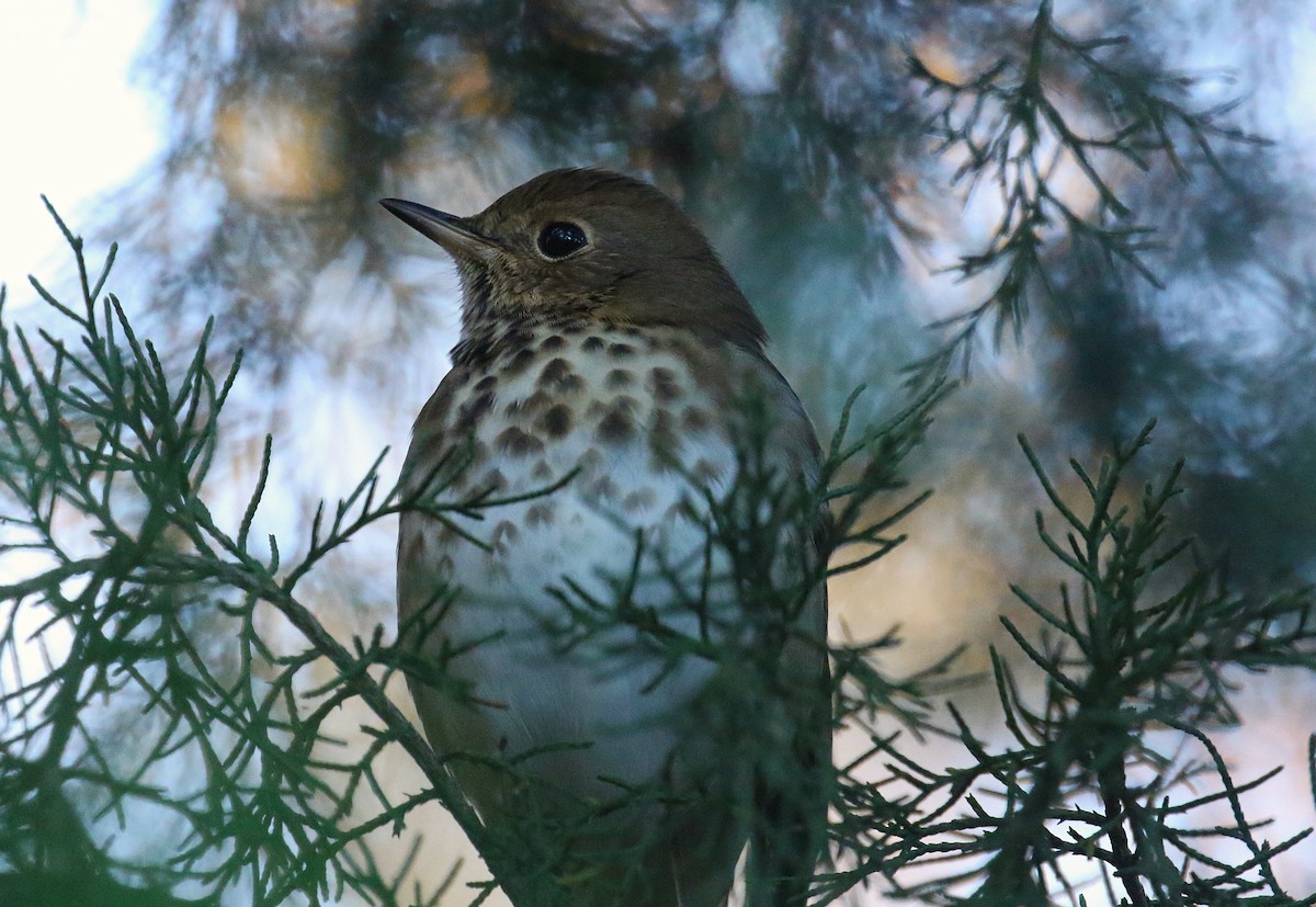 Einsiedler-Musendrossel - ML644806864