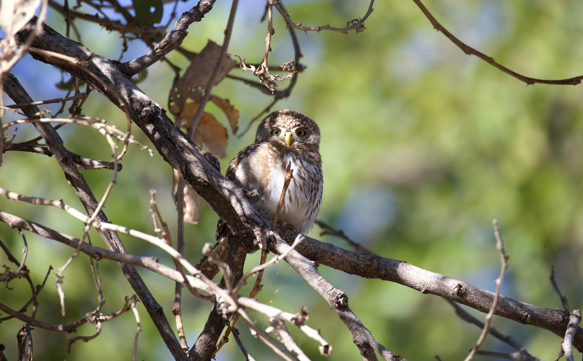 Pearl-spotted Owlet - ML644806867