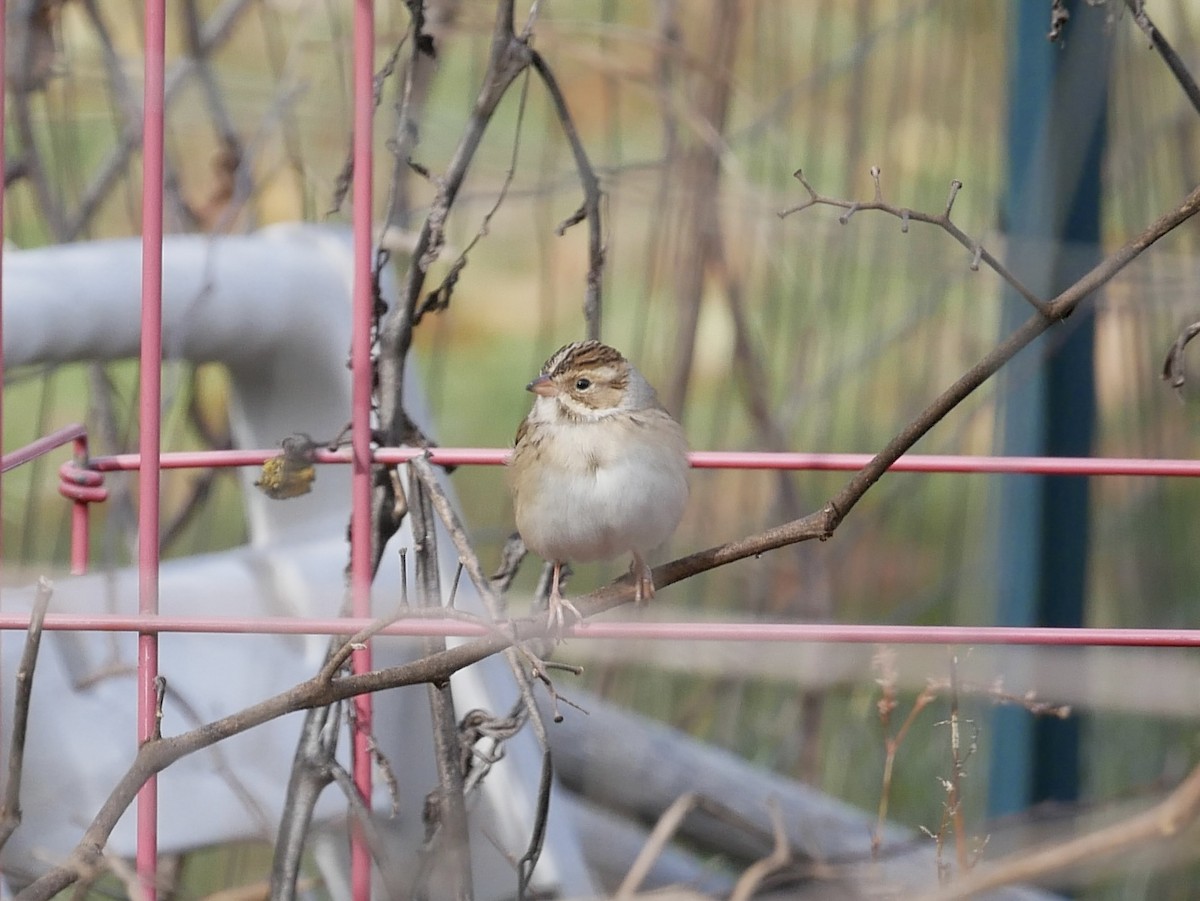 Clay-colored Sparrow - ML644806870