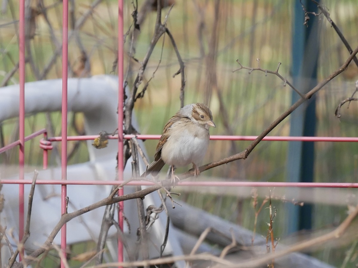 Clay-colored Sparrow - ML644806872