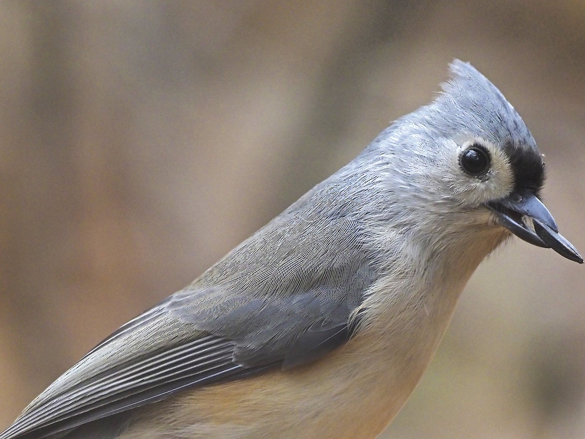Tufted Titmouse - ML644806876