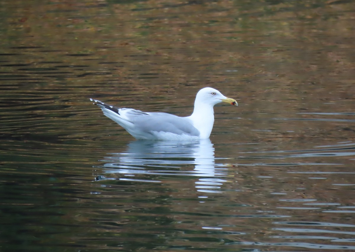Yellow-legged Gull - ML644806883