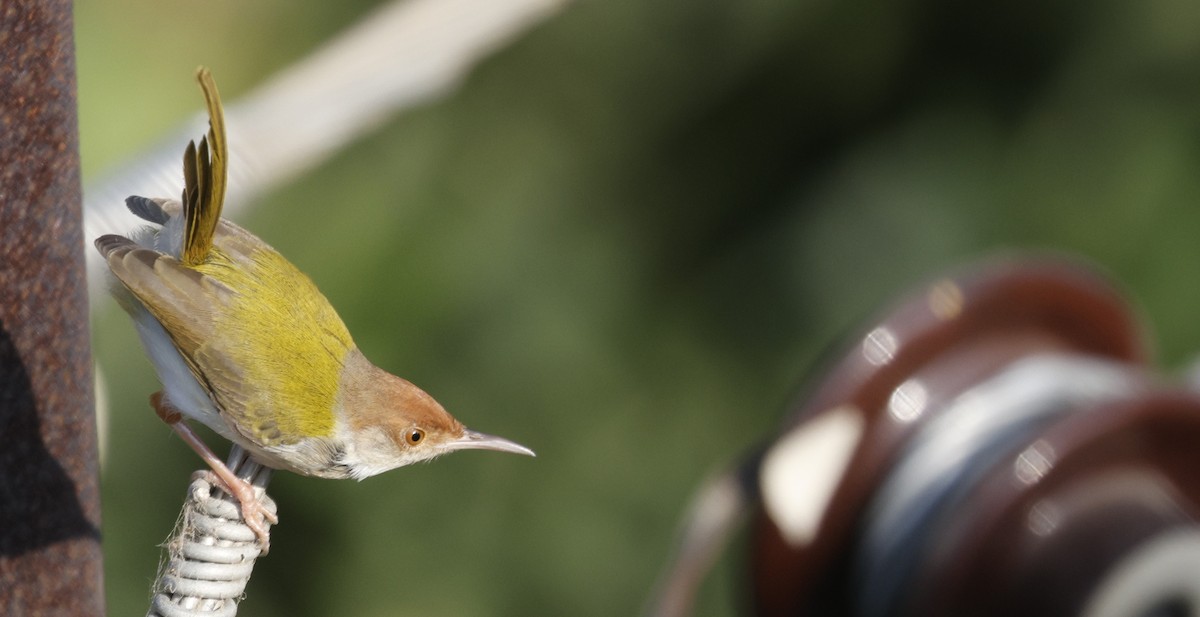 Common Tailorbird - ML644806885