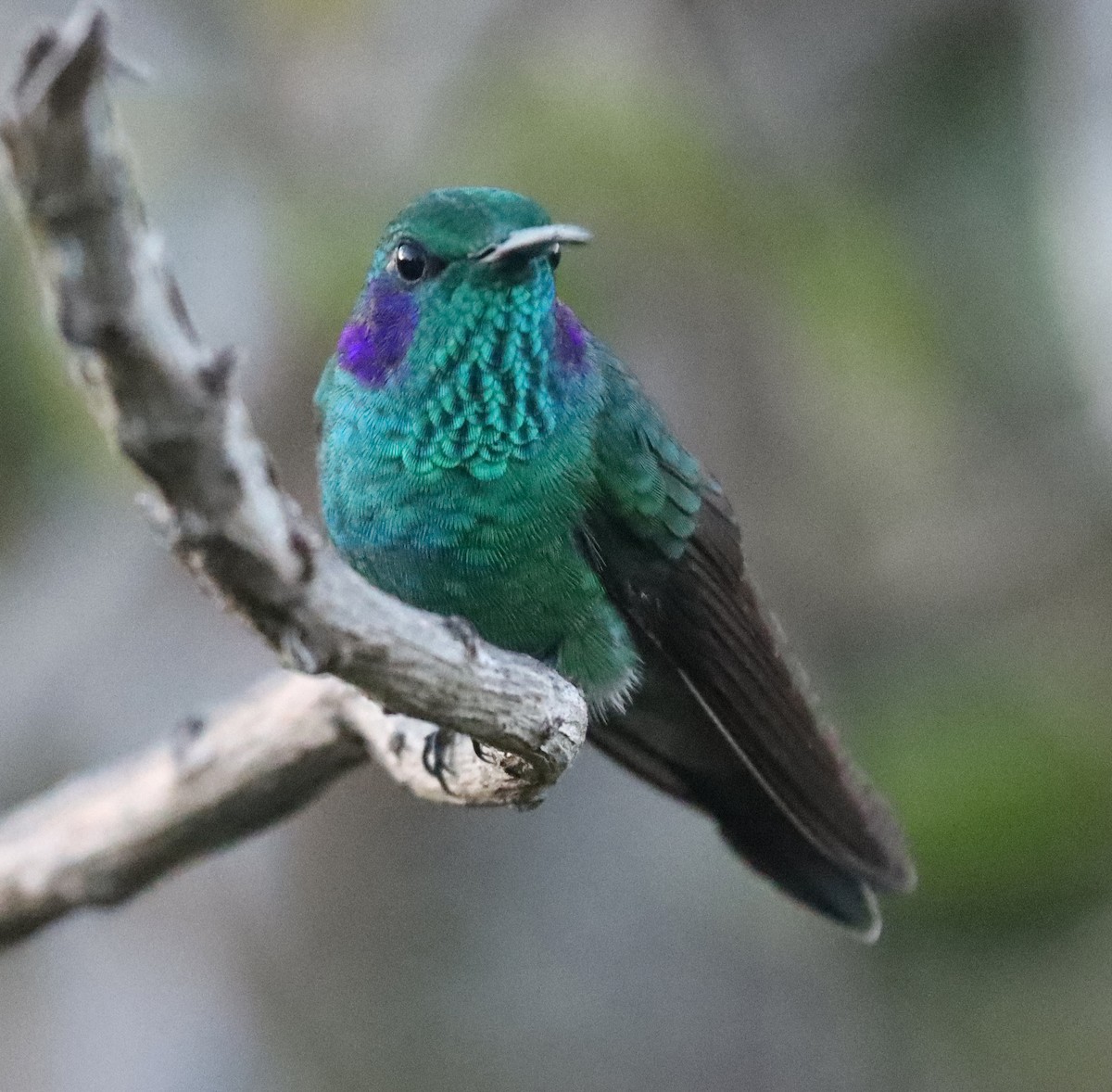 Колібрі синьочеревий - ML644806888