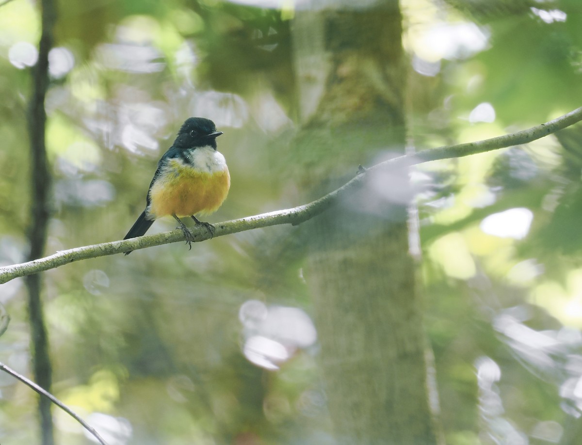 Kalao Blue Flycatcher - ML644806894