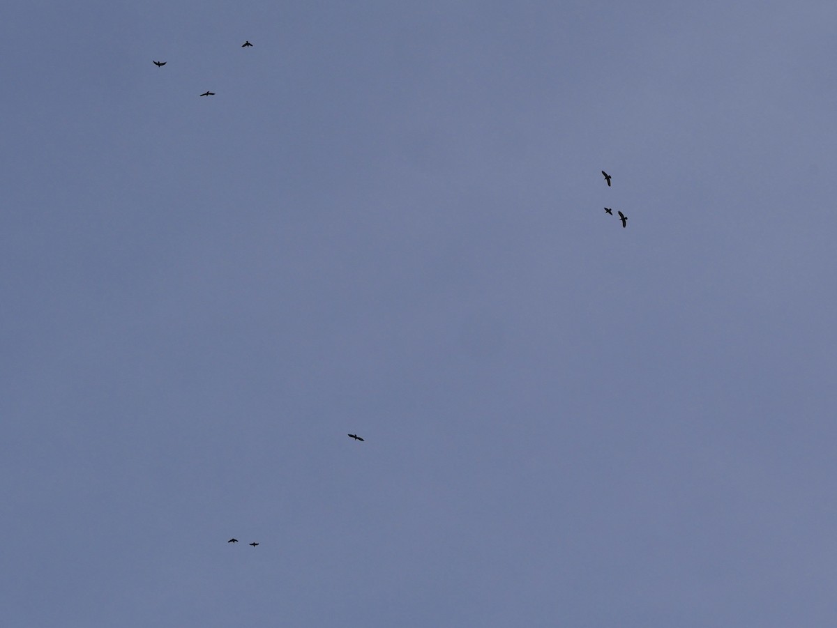 Common Raven - ML644806921