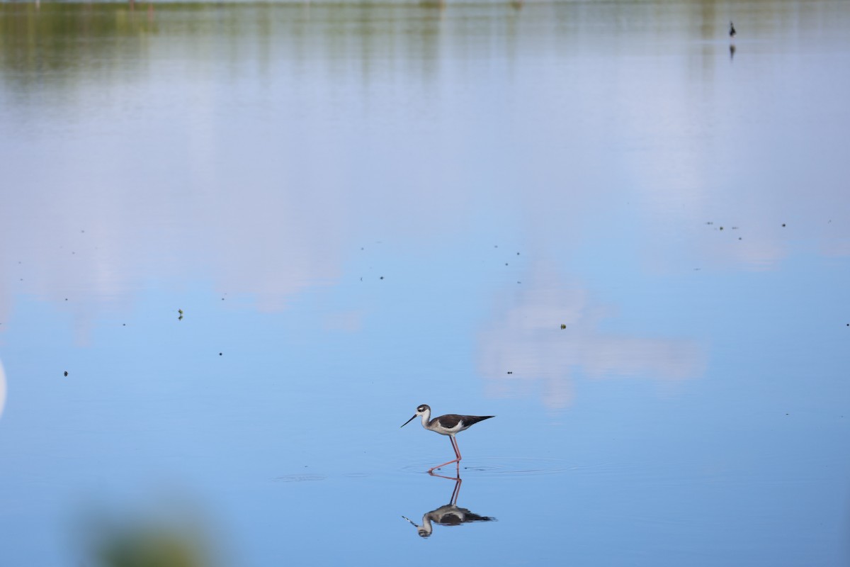 Black-necked Stilt - ML644806923