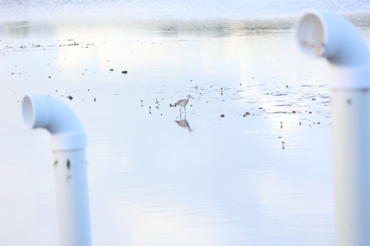 Willet - ML644806927