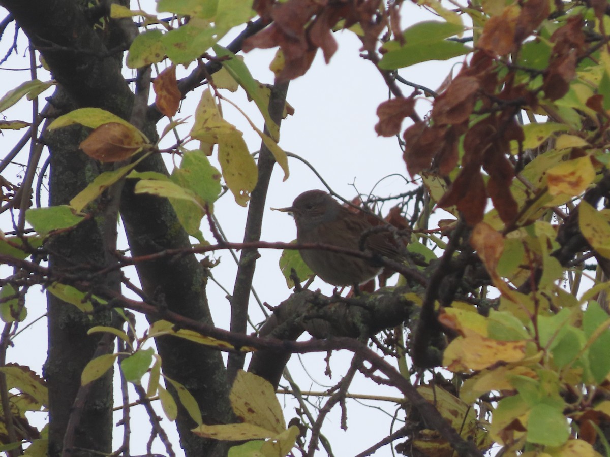 Accenteur mouchet - ML644806930