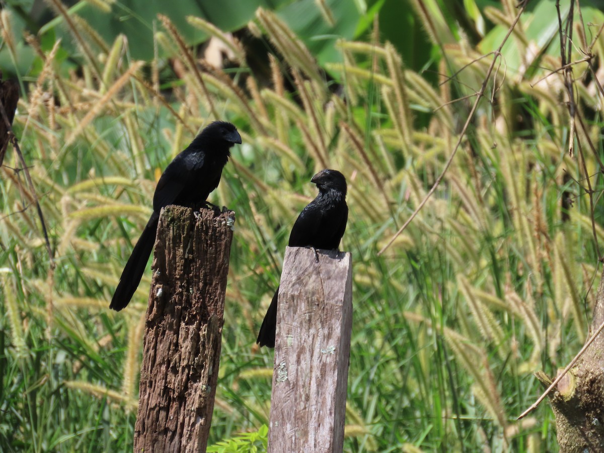 Groove-billed Ani - ML644806940