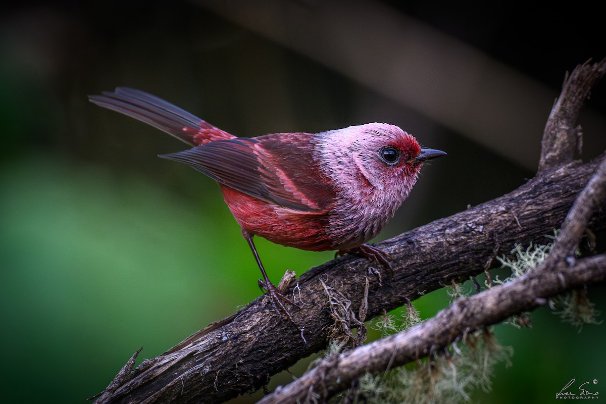 rosenparula - ML644806950