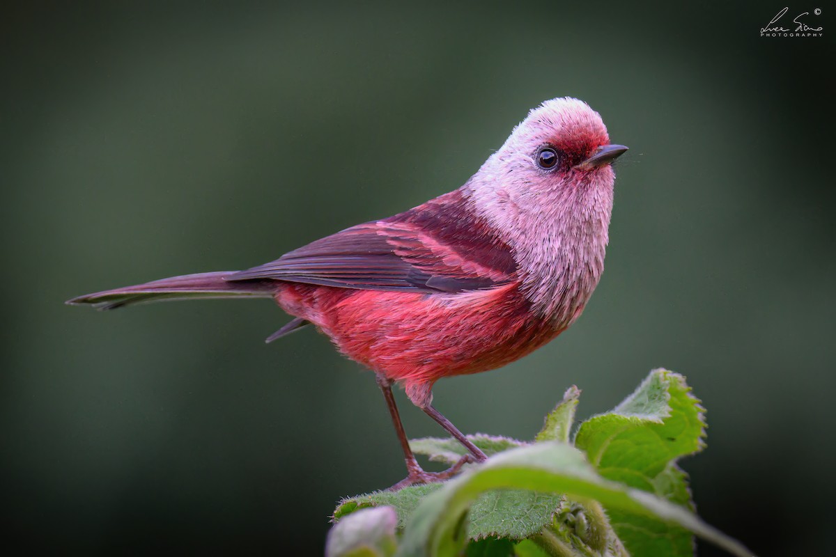 rosenparula - ML644806951