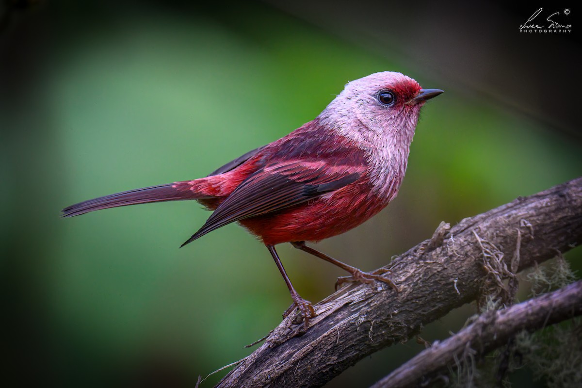 rosenparula - ML644806952