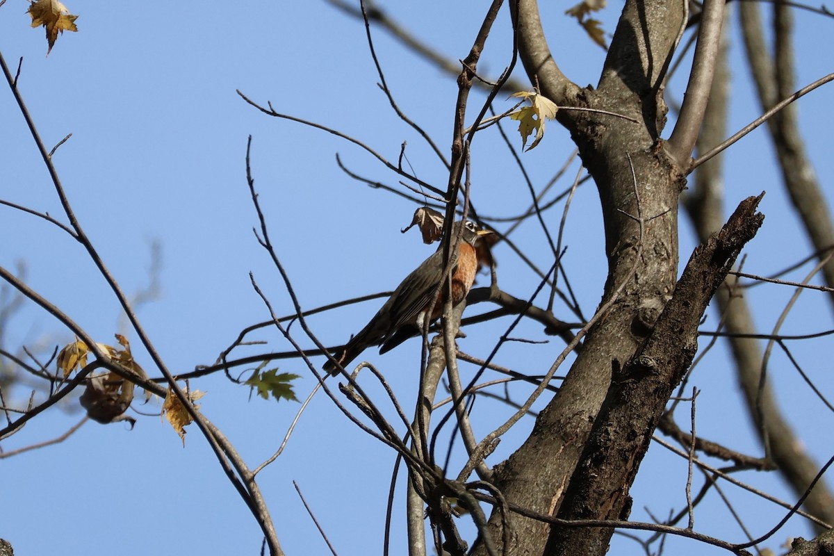 drozd stěhovavý - ML644806959