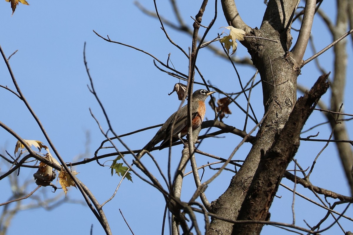 drozd stěhovavý - ML644806960