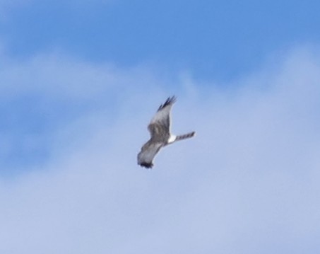 Northern Harrier - ML644806961