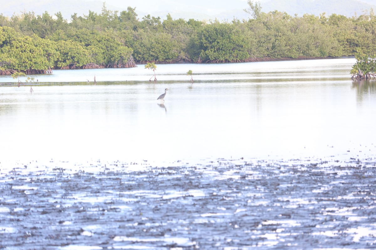 Yellow-crowned Night Heron - ML644806967