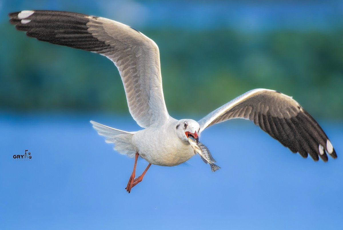 racek hnědohlavý - ML644806972