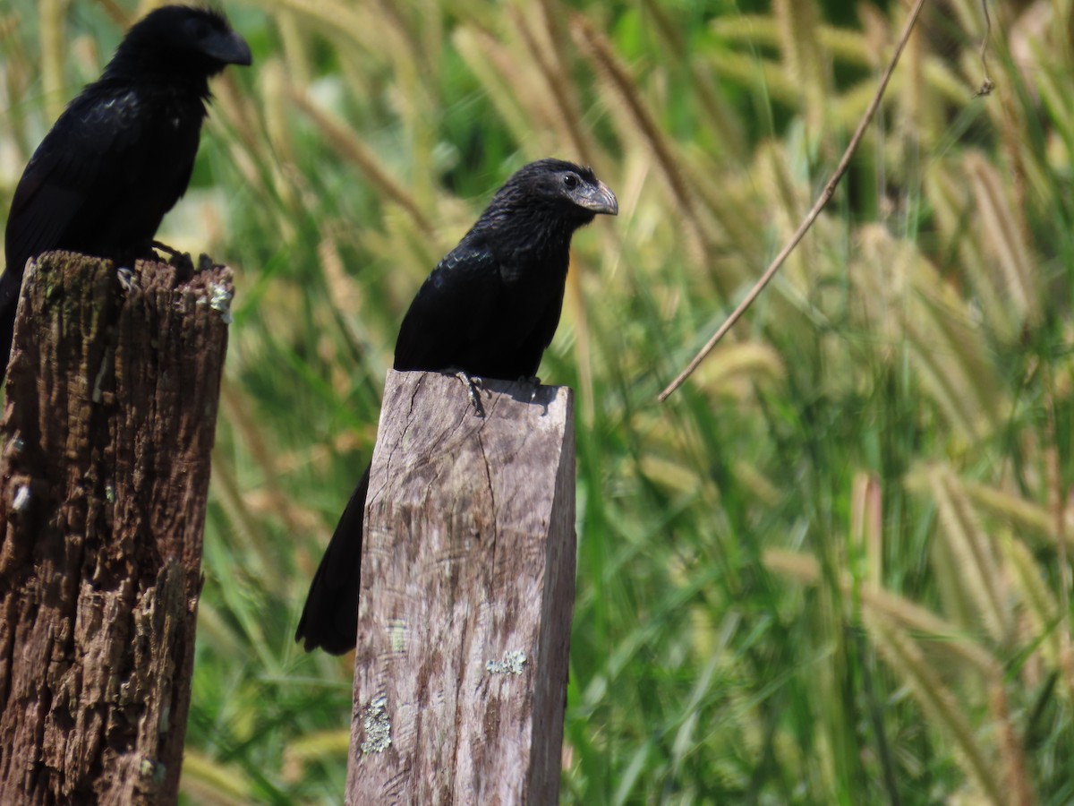 Groove-billed Ani - ML644806973