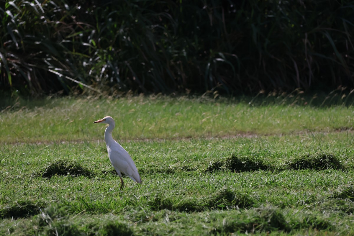 Western Cattle-Egret - ML644806974
