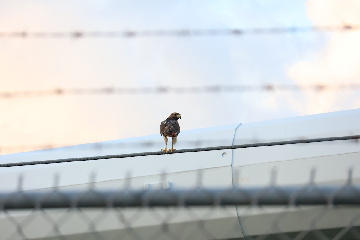 Red-tailed Hawk - ML644806982