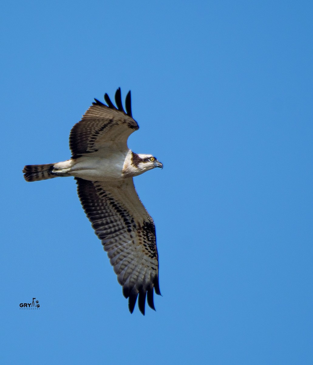 Osprey - ML644806983