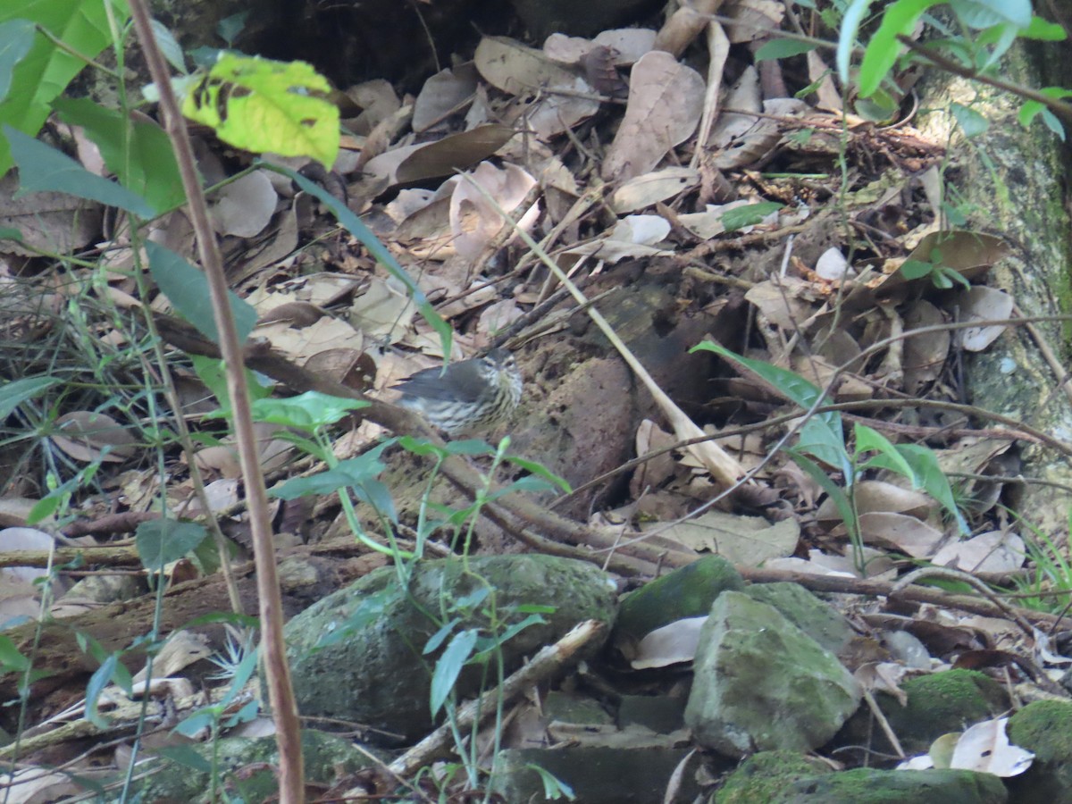 Louisiana Waterthrush - ML644806986