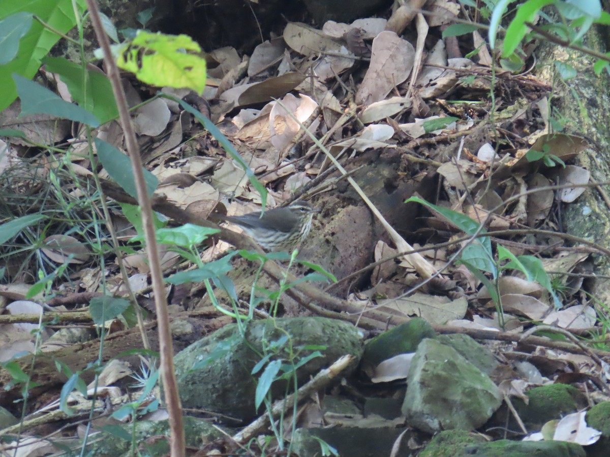 Louisiana Waterthrush - ML644806987