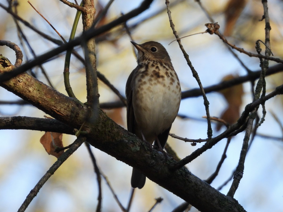 Einsiedler-Musendrossel - ML644806991